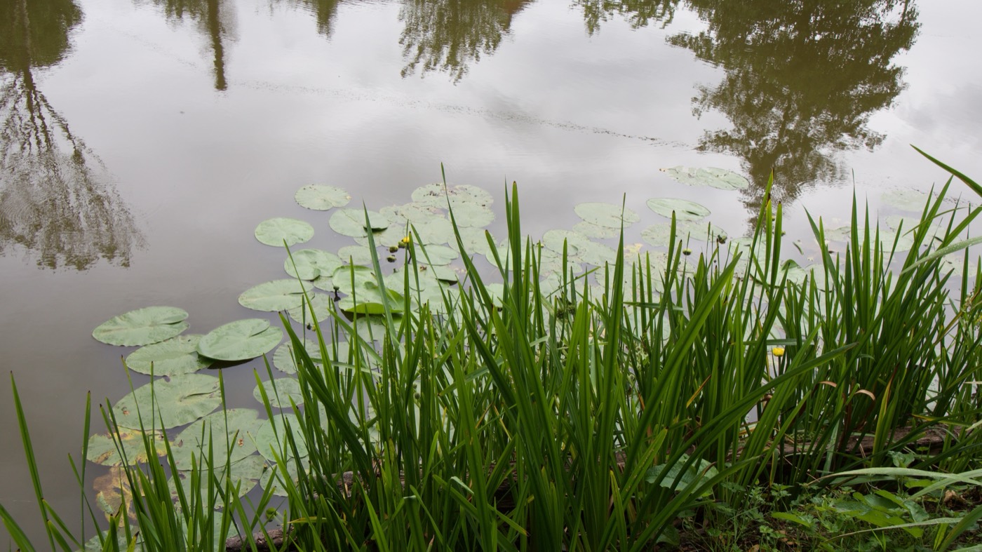 Lily pads and reeds along the margin of the fishing pool